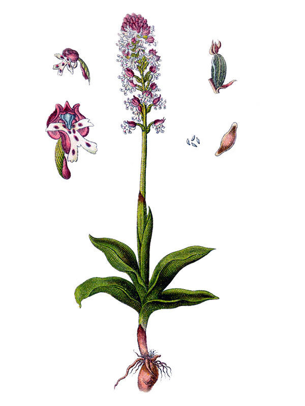 Orchis ustulata