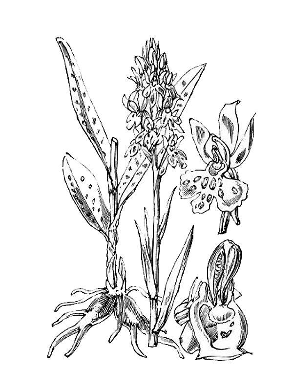 Orchis maculata