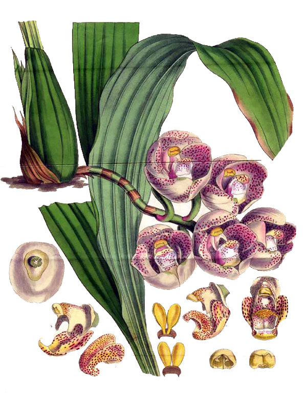 Peristeria pendula