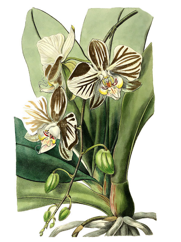 Phalaenopsis amabilis