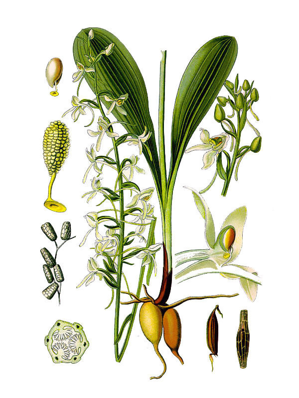 Platanthera chlorantha