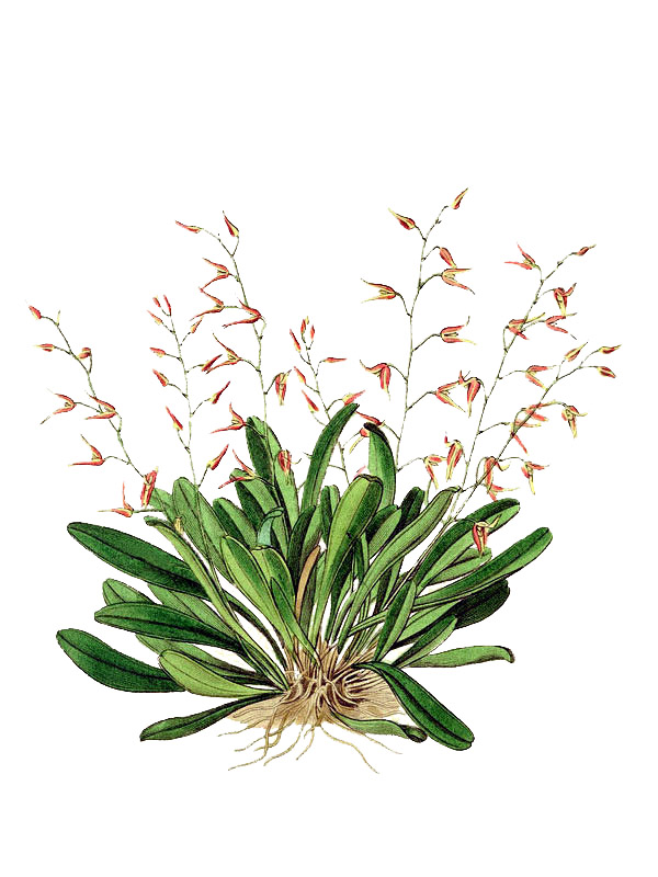 Pleurothallis picta
