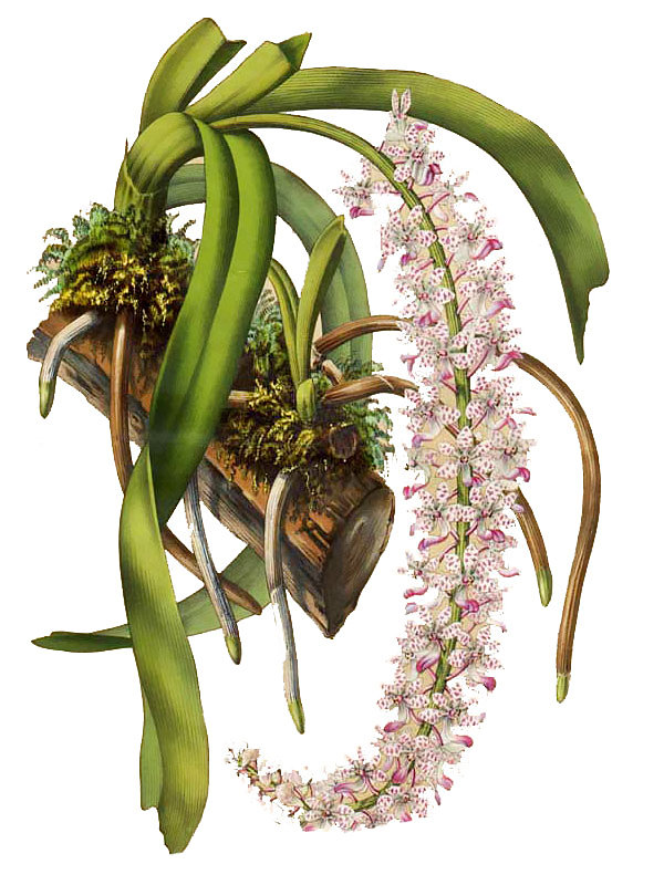 Saccolabium retusum