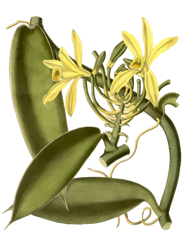 Vanilla planifolia