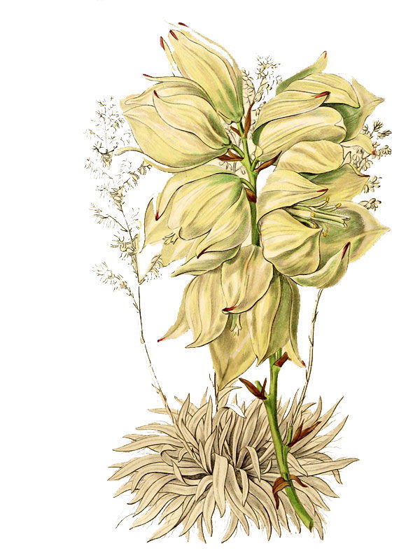 Yucca flaccida