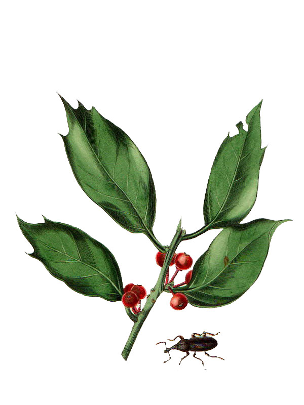 Ilex aquifolium