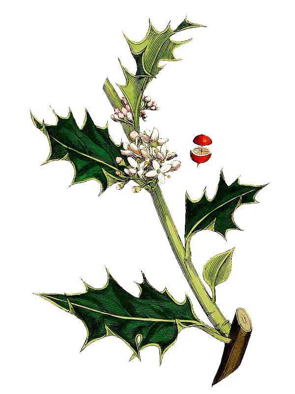 Ilex aquifolium