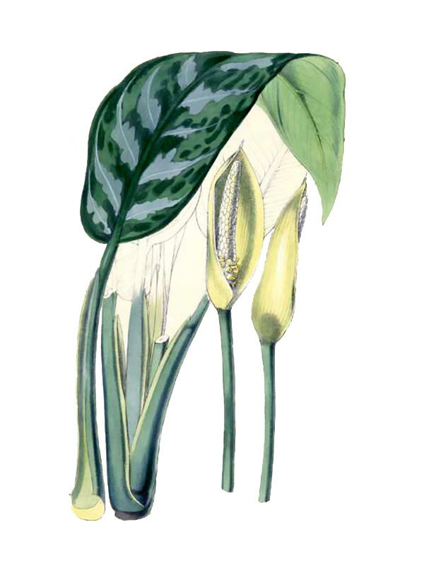 Aglaonema commutatum