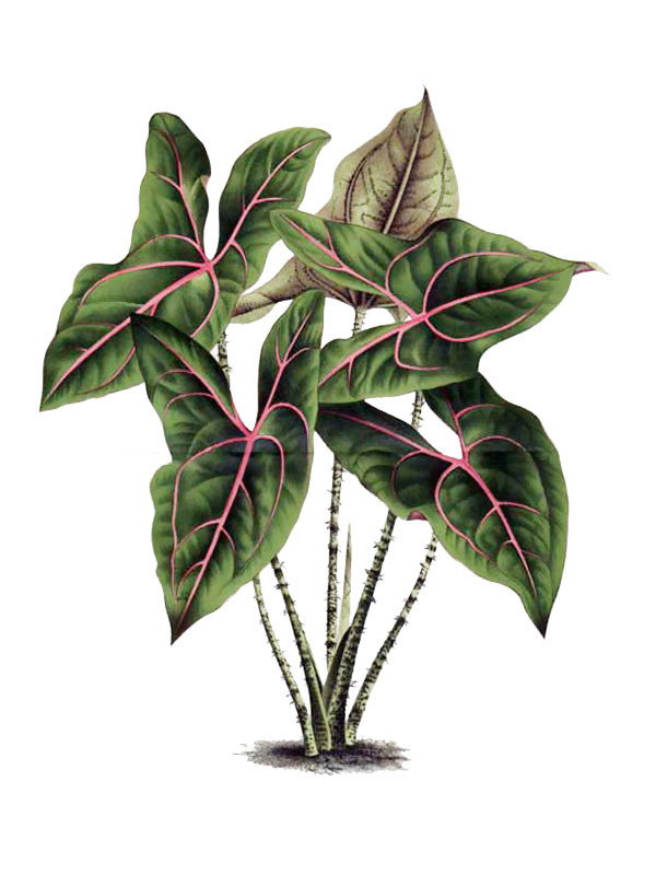 Alocasia johnstonii