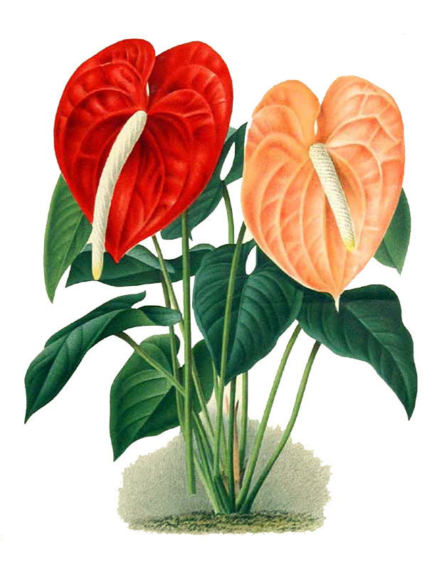 Anthurium andraeanum