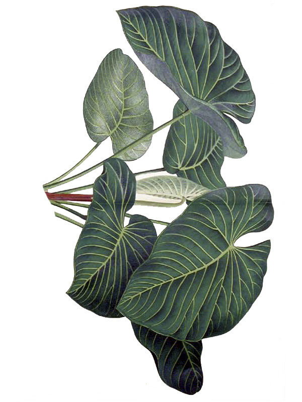 Anthurium gustavii
