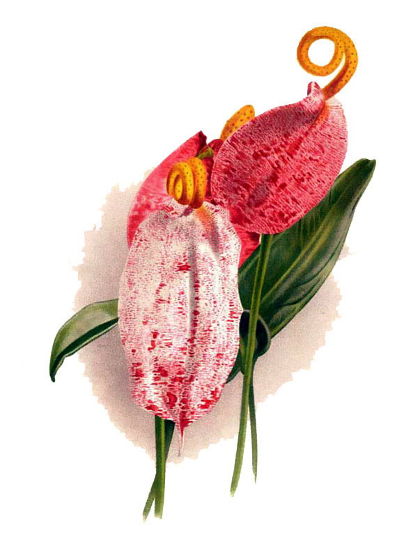 Anthurium rothschildianum