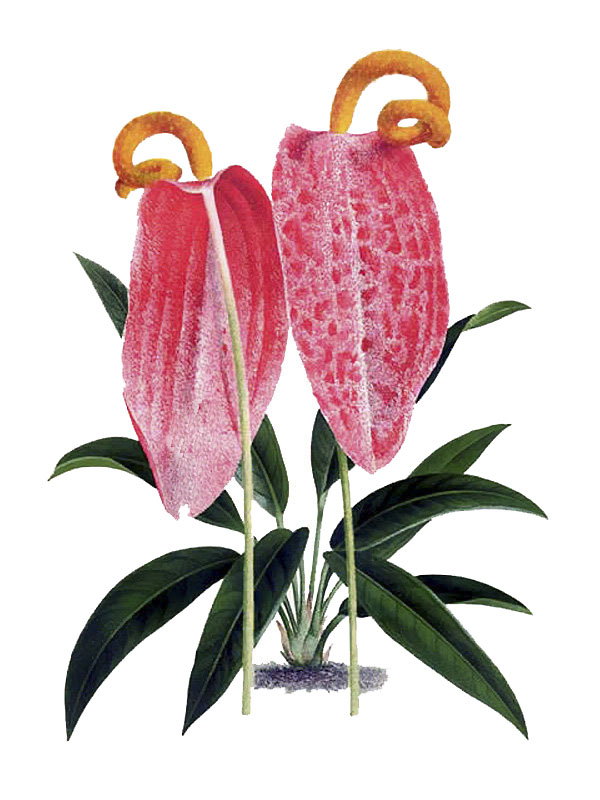 Anthurium scherzerianum