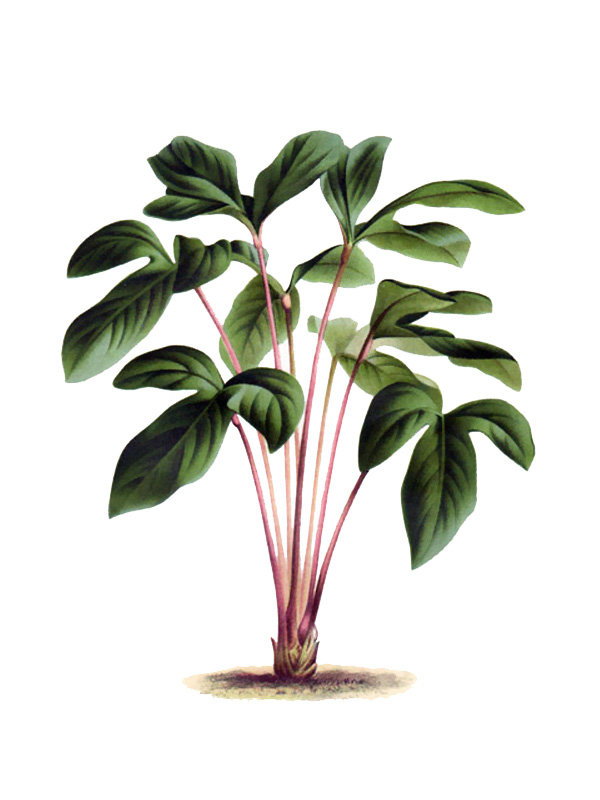 Anthurium trilobum