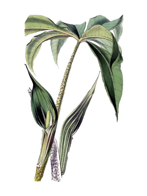 Arisaema papillosum