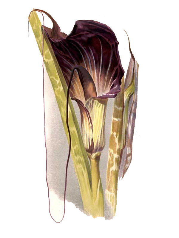Arisaema speciosum