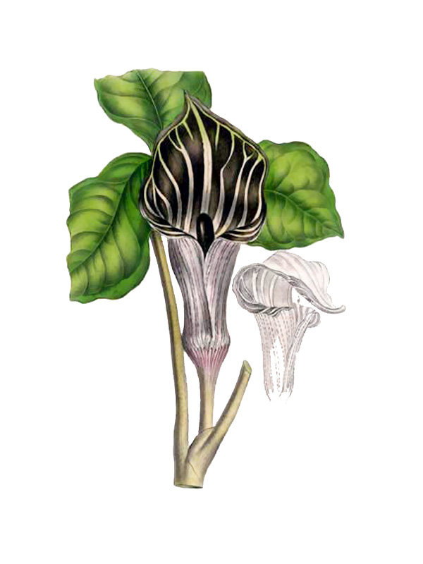 Arisaema triphyllum