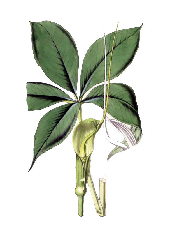 Arisaema wightii