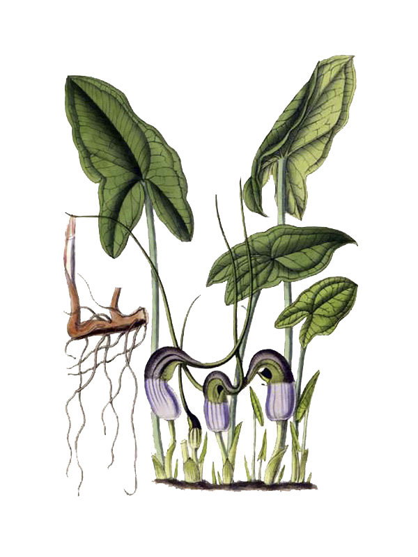 Arisarum proboscideum