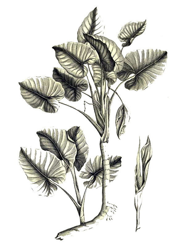 Arum arborescens