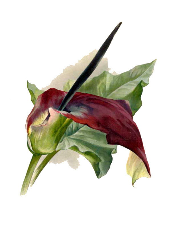 Arum palaestinum