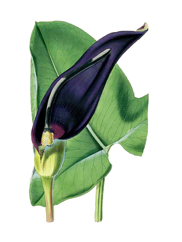 Arum palaestinum