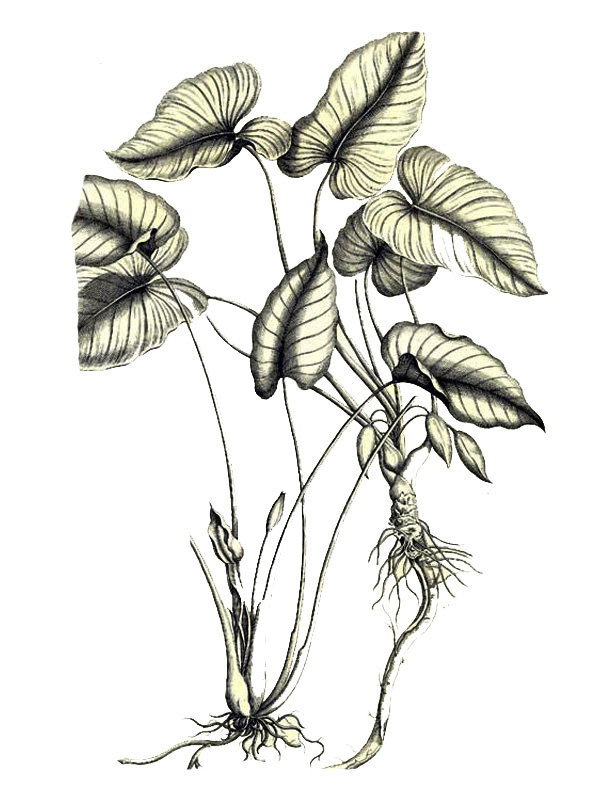 Arum trilobatum