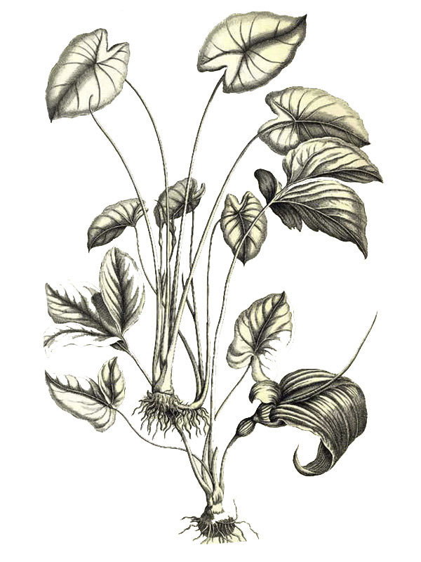 Colocasia esculenta