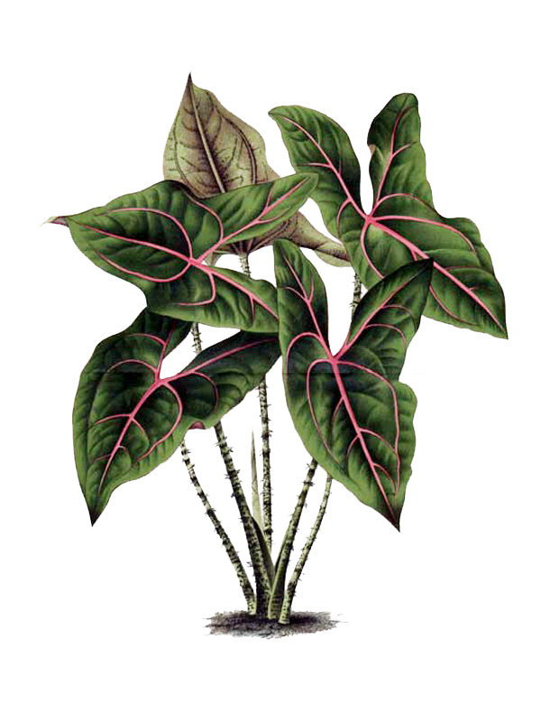 Cyrtosperma johnstonii