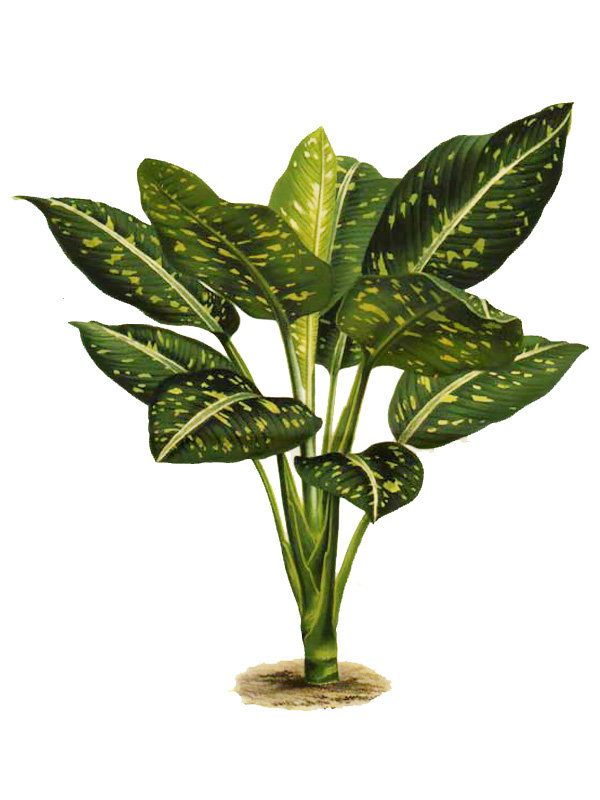 Dieffenbachia imperialis