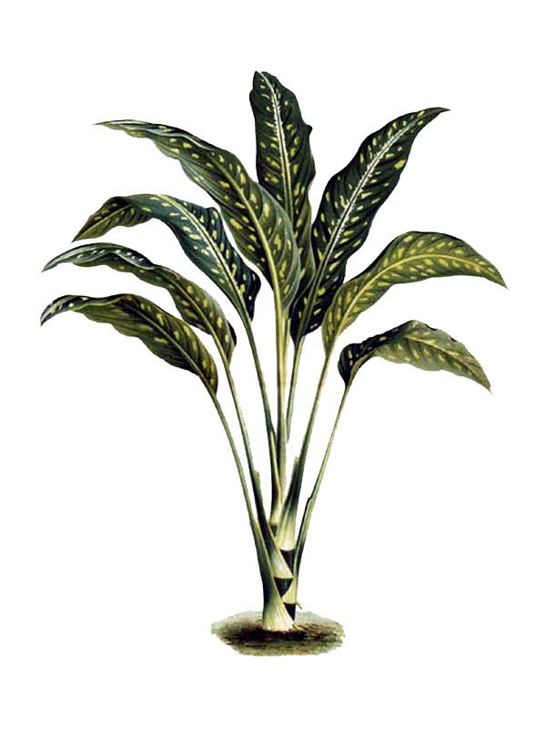Dieffenbachia lancifolia