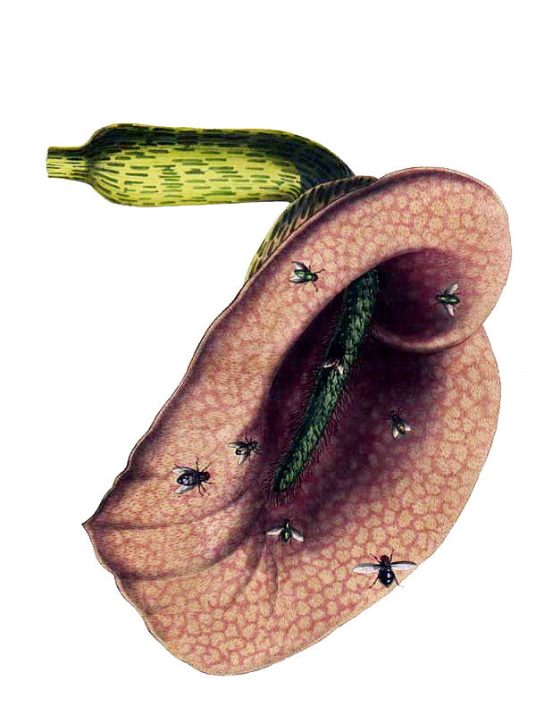 Dracunculus crinitus