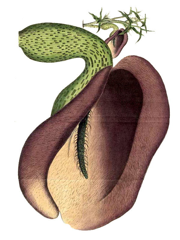 Helicodiceros muscivorus
