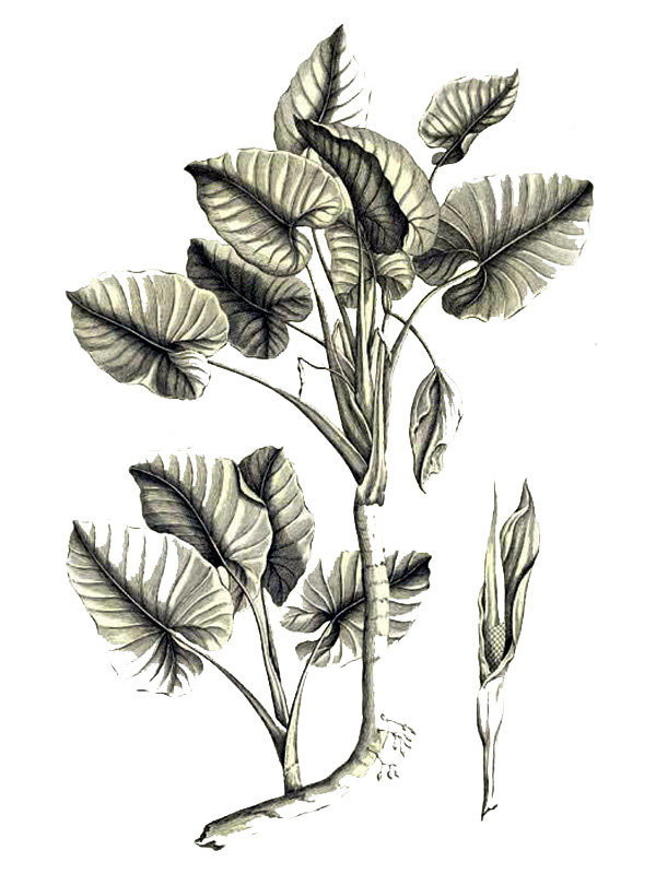 Montrichardia arborescens