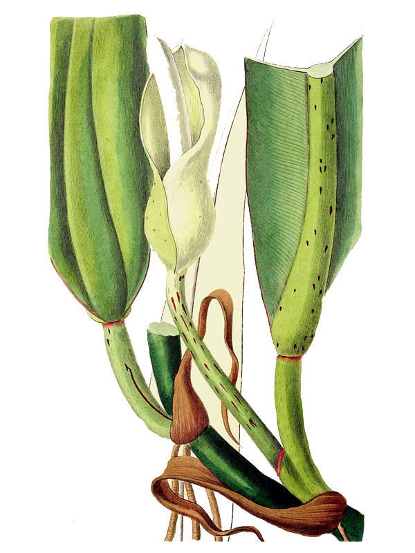 Philodendron crassinervum
