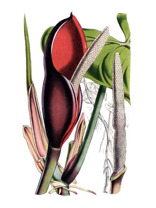 Philodendron erubescens