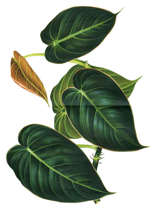 Philodendron melanochrysum