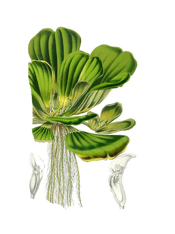 Pistia stratiotes