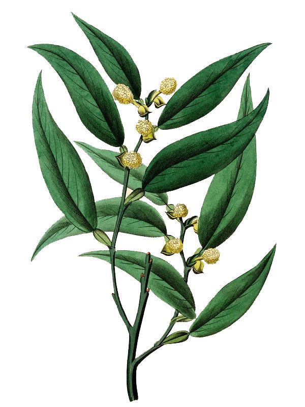 Pothos scandens