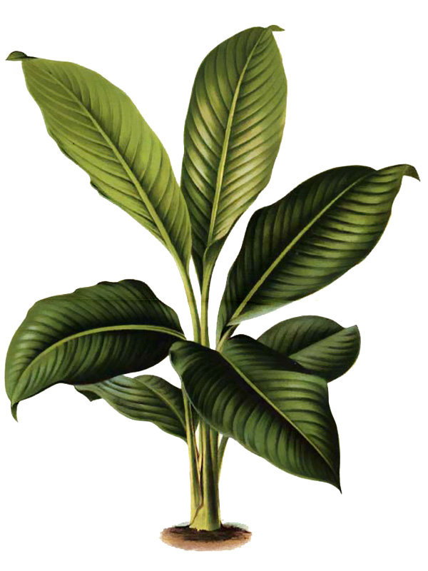 Stathiphyllum cochlearispathum