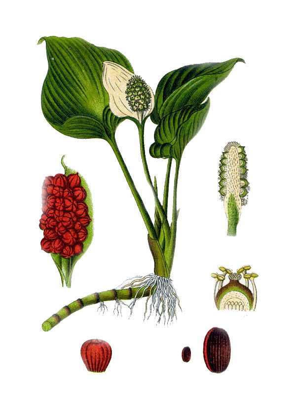 Calla generalis