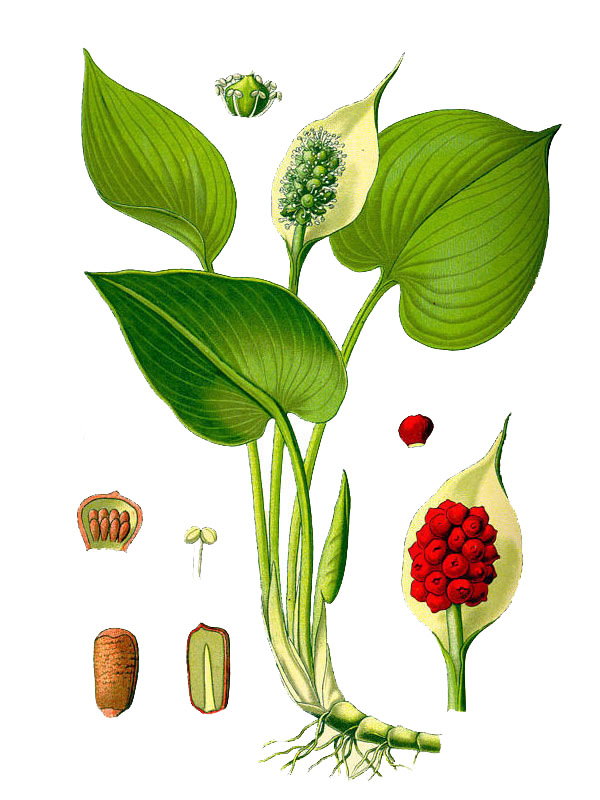 Calla palustris
