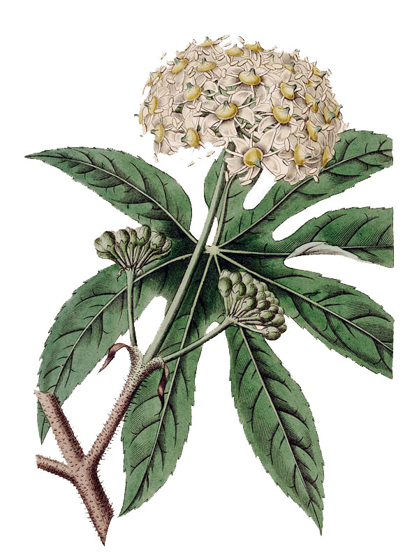 Trevesia palmata