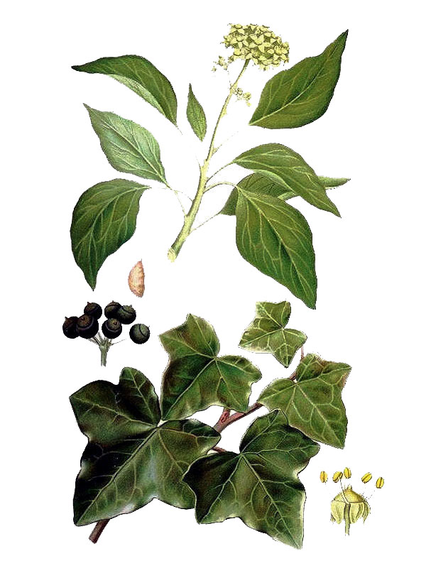 Hedera helix