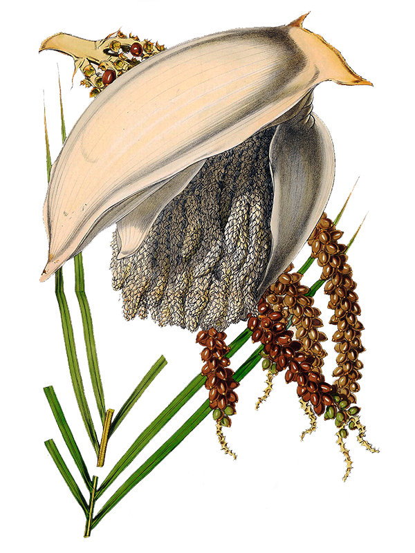 Areca sapida