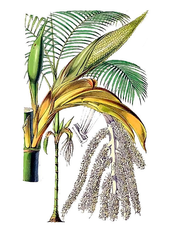 Chamaedorea linearis