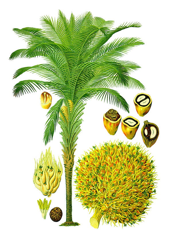 Elaeis guineensis