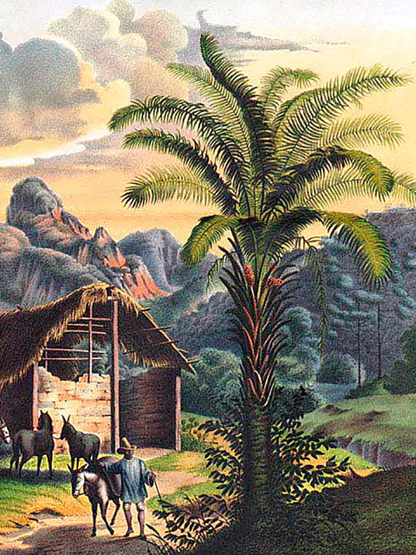 Elaeis guineensis