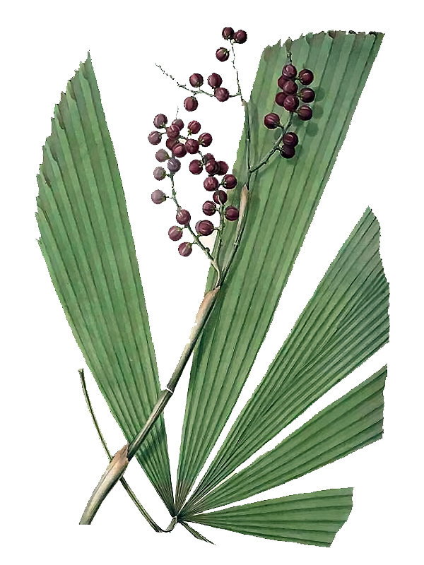 Licuala gracilis