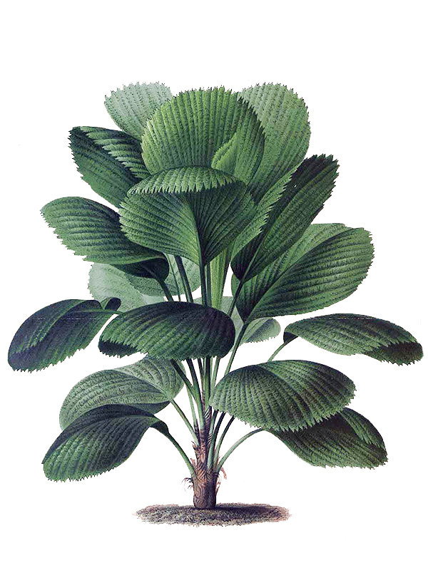 Licuala grandis